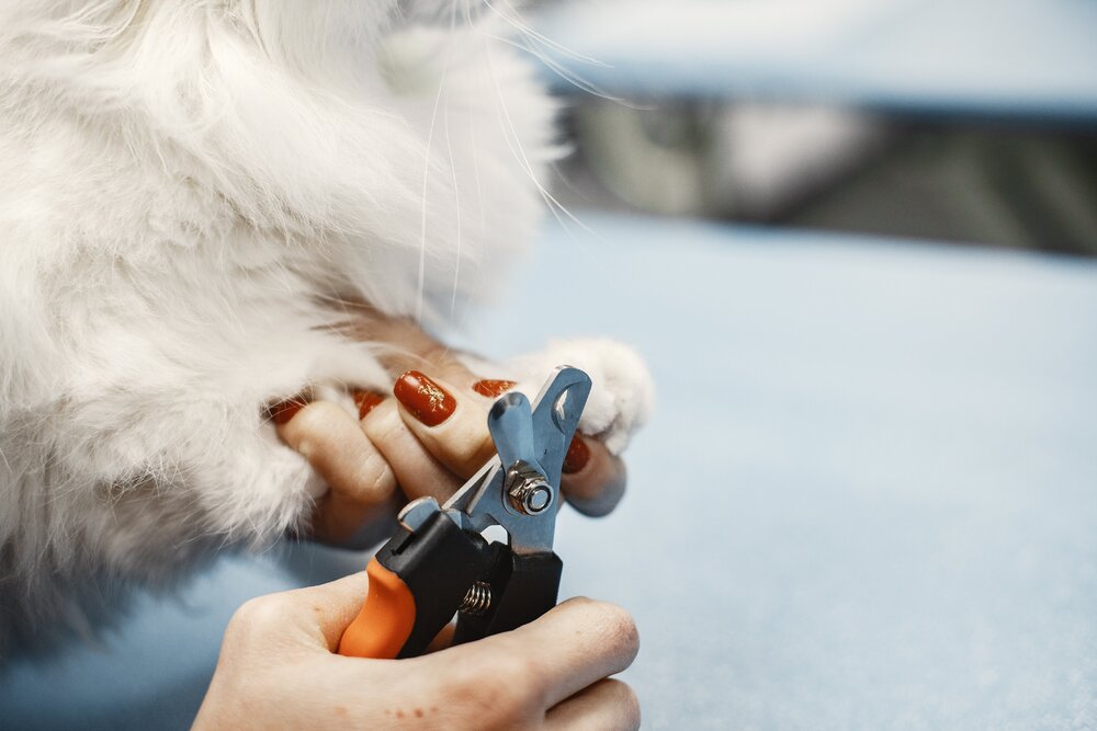 Nagels knippen kat