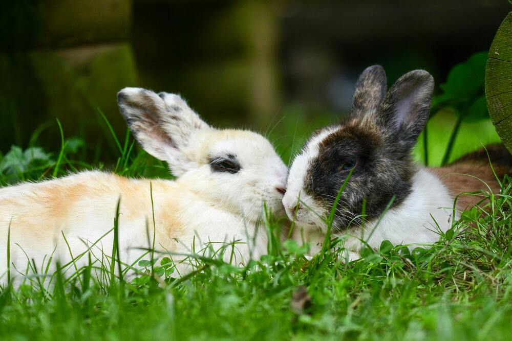Konijnen knuffelen in het gras