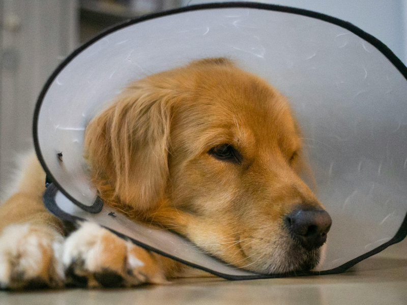 Castratie hond