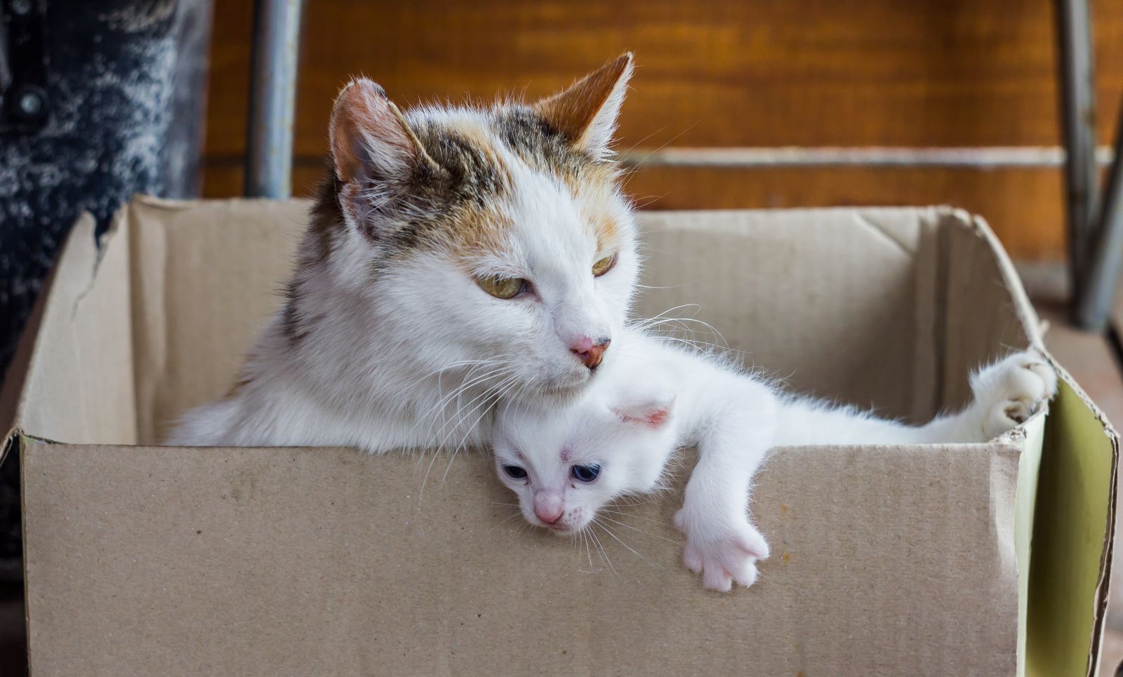 Hulp voor dieren - katten die hulp nodig hebben en in een doos zitten