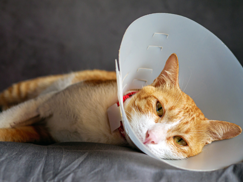 castratie kat