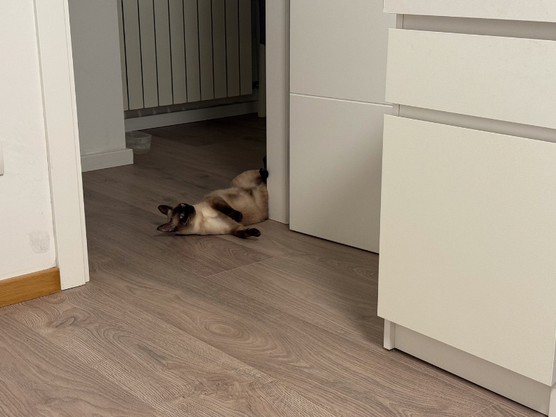 Ataxie huisdier