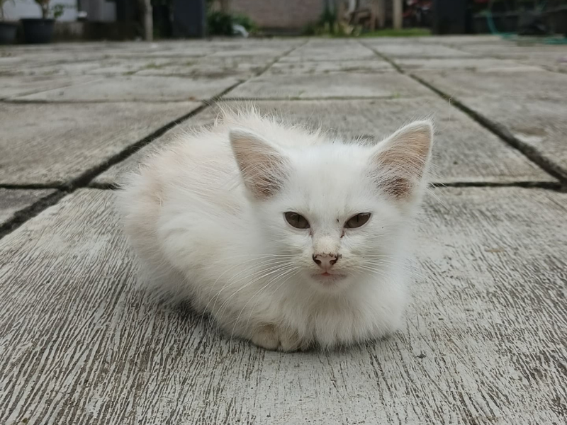 FIP bij kat