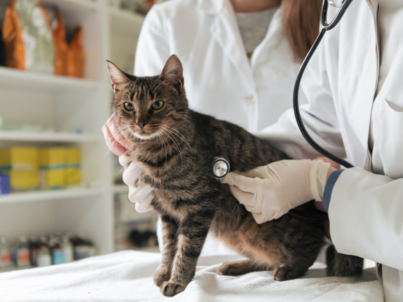 Kattenaids en kattenleukemie