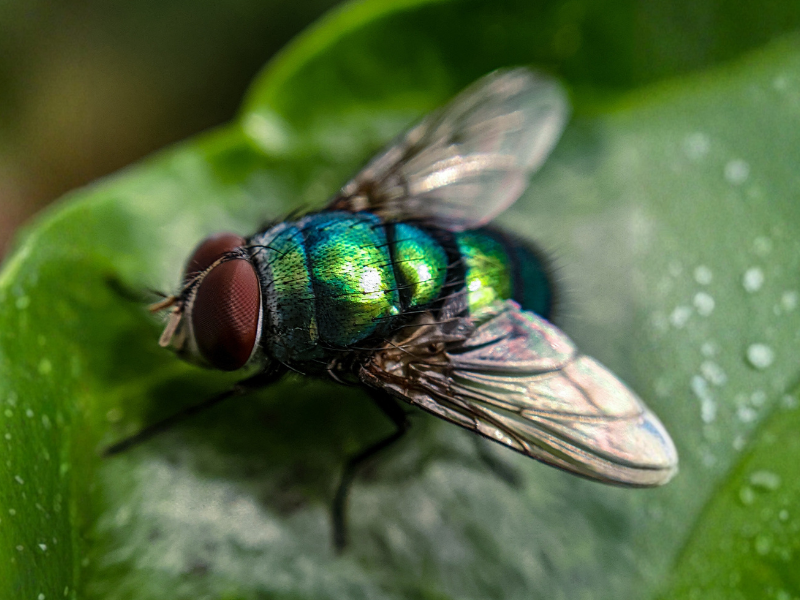 Maden bij konijn door groene vleesvlieg