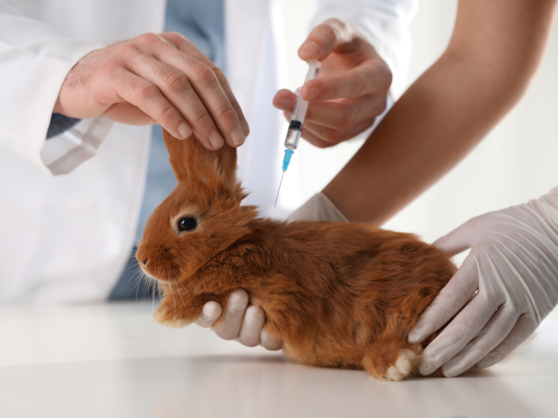 Konijn vaccineren bij dierenarts