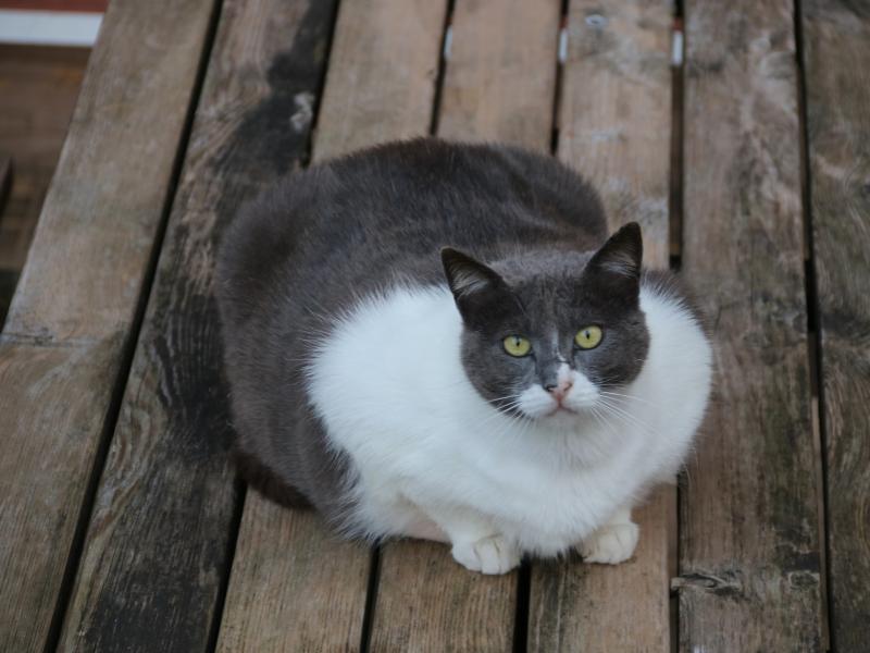 Overgewicht bij je kat: hoe herken je een te dikke kat?