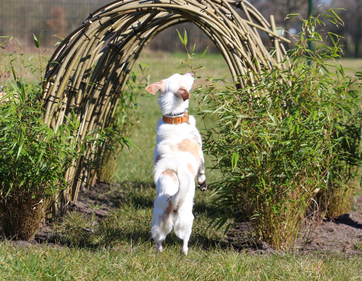 Belastingvrij schenken aan een goed doel - honden speelweide mogelijk gemaakt