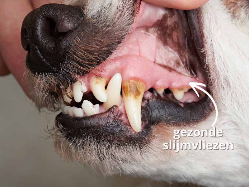 slijmvliezen van hond bij shock