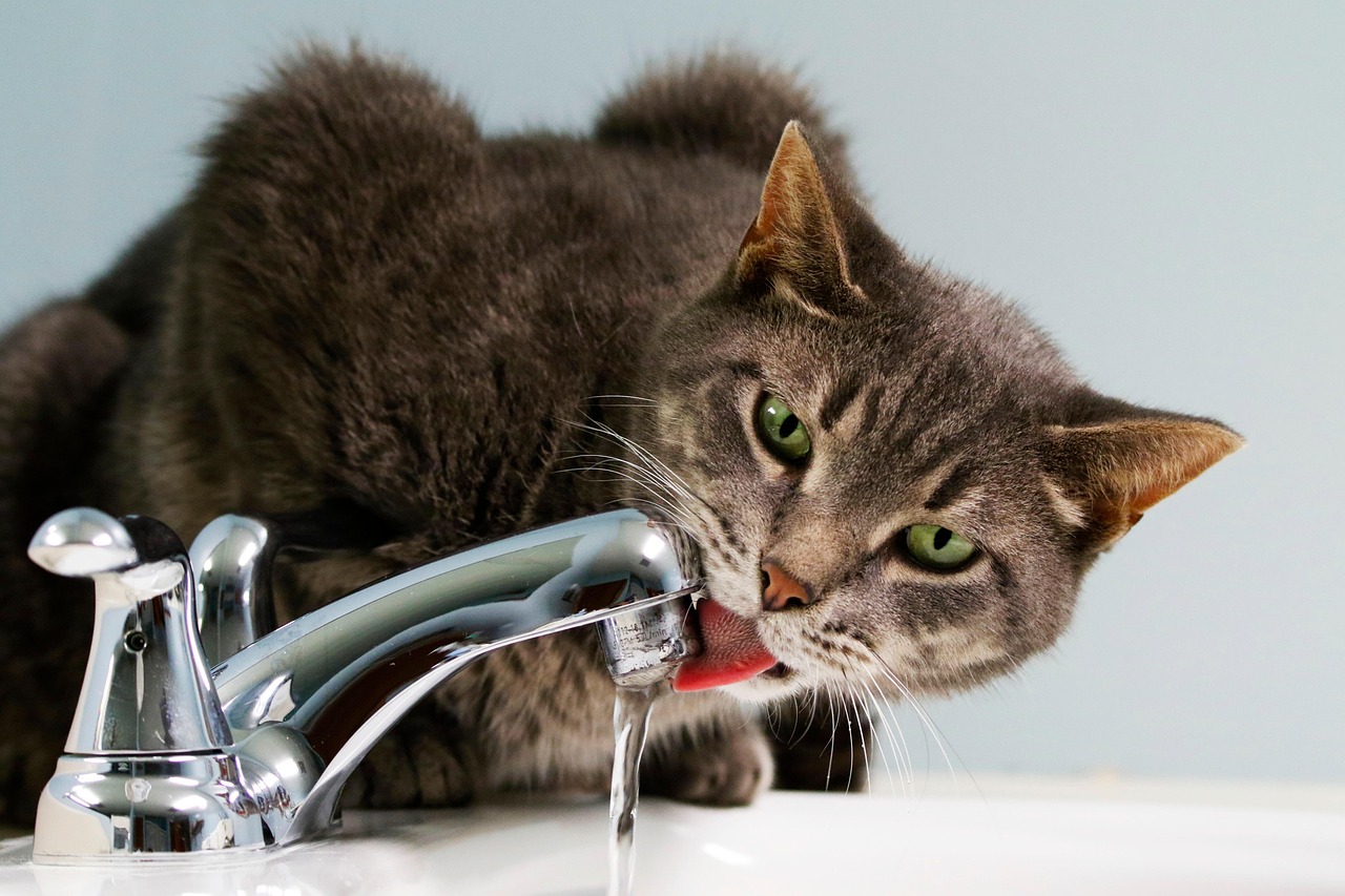 Kat die drinkwater uit de kraan drinkt
