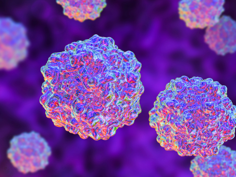 virus parvo en kattenziekte