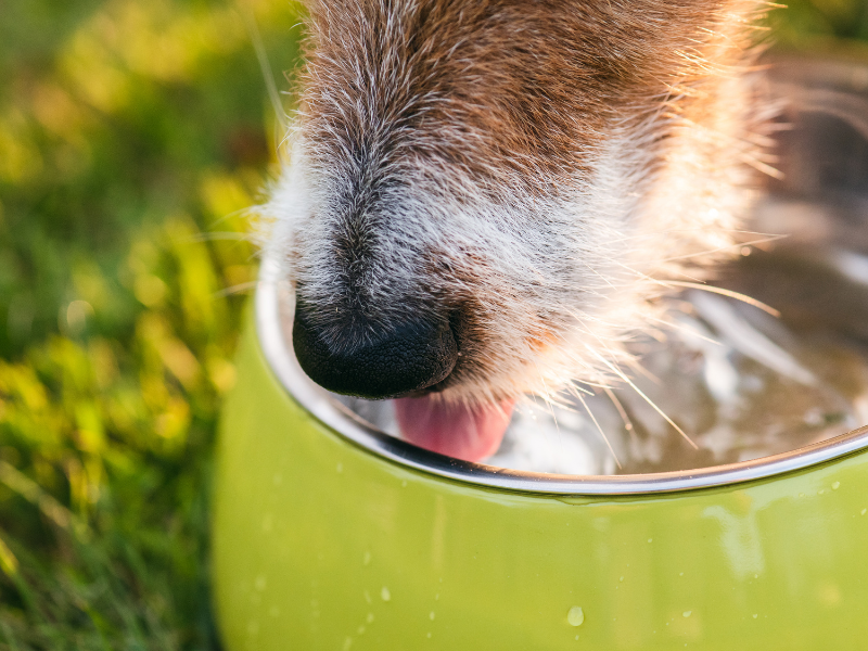 suikerziekte bij hond