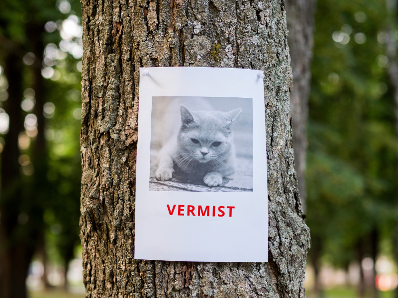 Huisdier vermist