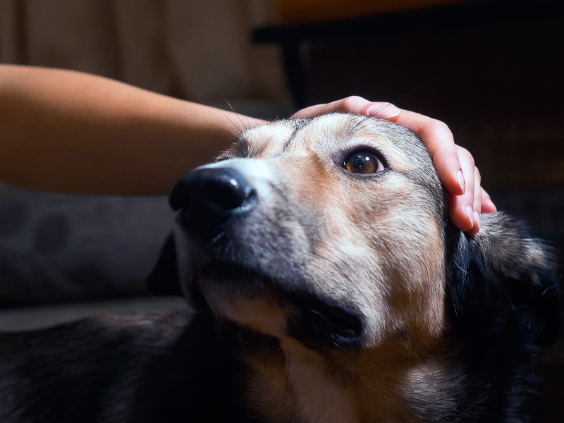 Epilepsie huisdier: hond