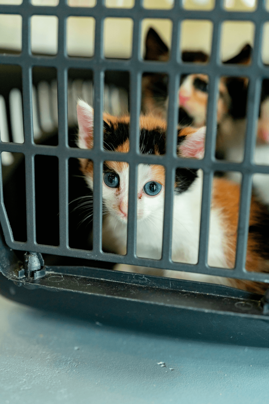 Kitten in reismand
