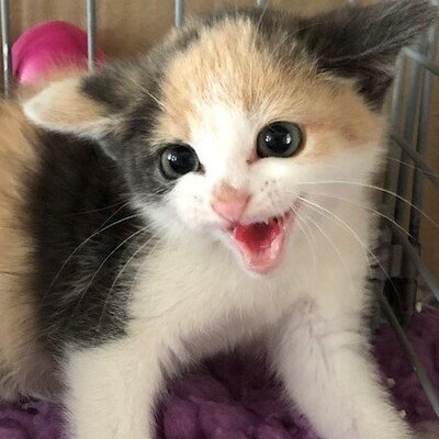 Bange kitten