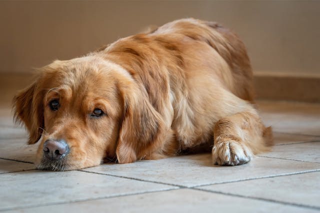 Hond ligt op de grond en kijkt afwachtend