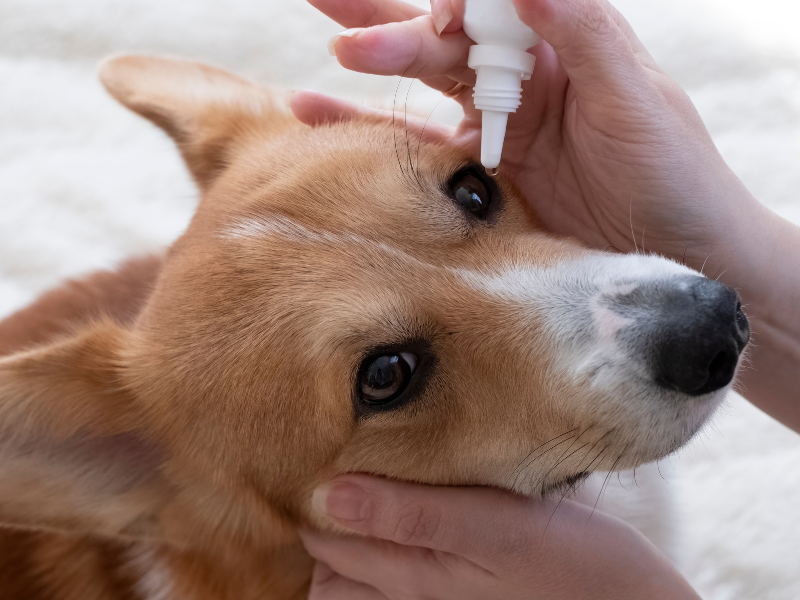 oogdruppels geven aan een hond