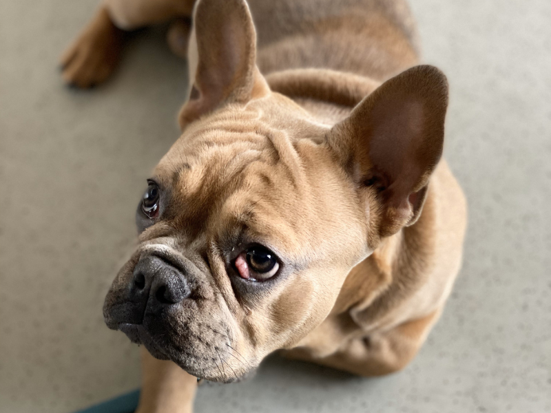 Cherry eye bij hond