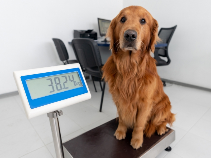 hond kat aankomen na castratie