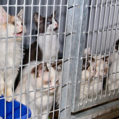 Zwerfkatten in opvang