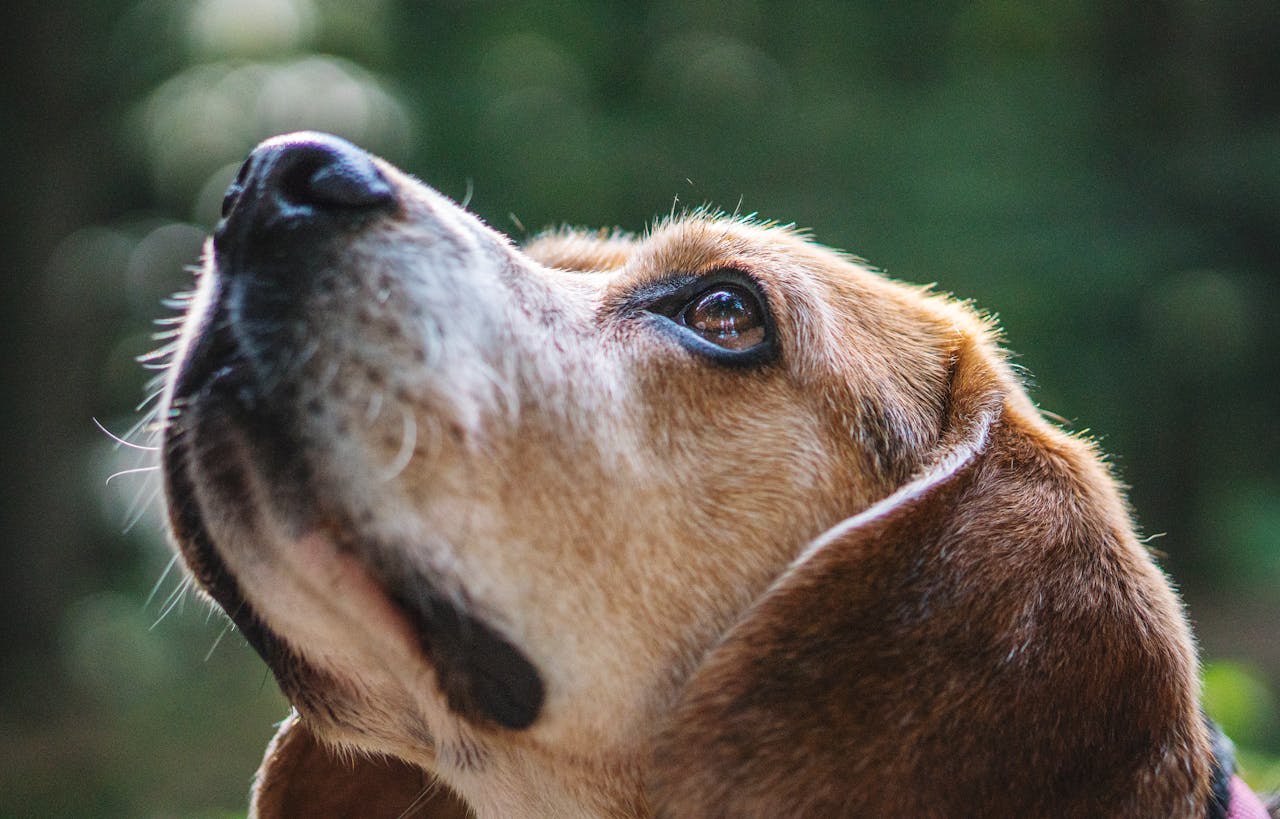 Hond kijkt omhoog