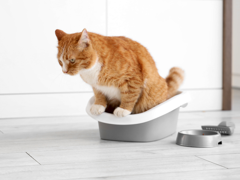 Kat plast op kattenbak in huis