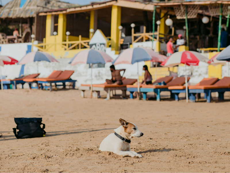 vakantie ziektes bij hond en kat