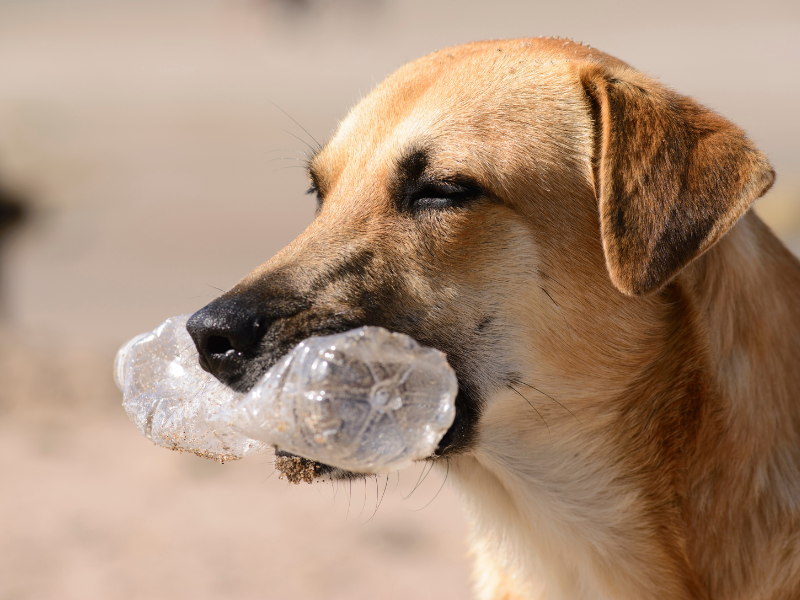 hond heeft iets vreemds gegeten