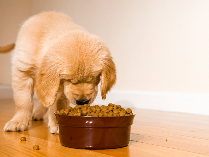 puppy voeding