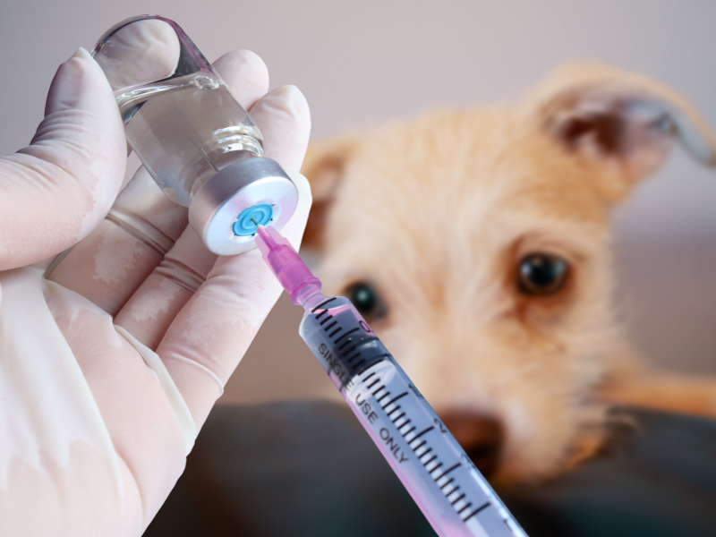 Vaccineren en ontwormen puppy kitten