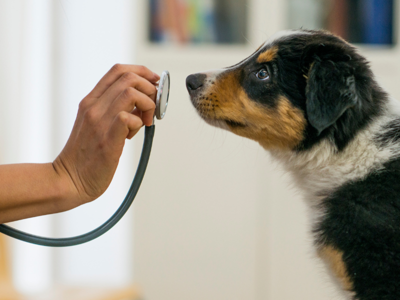 jaarlijkse controle dierenarts hond kat