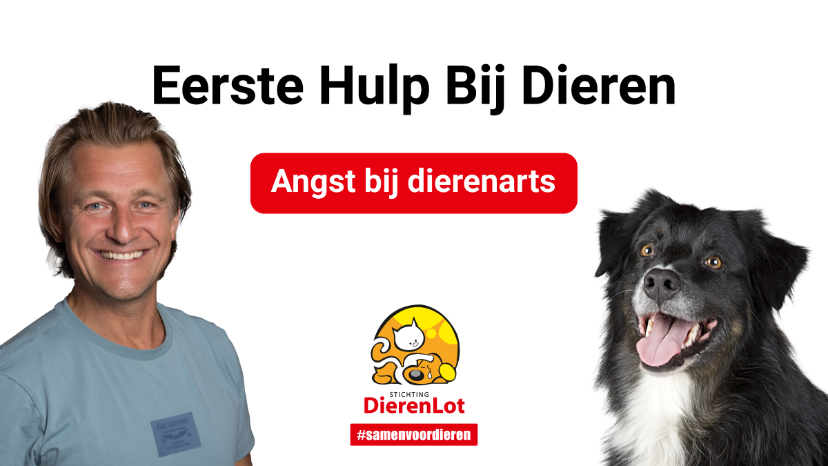 Eerste Hulp Bij Dieren: hond is bang voor dierenarts