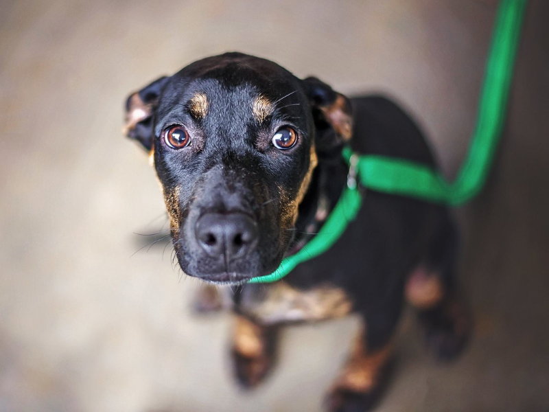 hond bang voor dierenarts