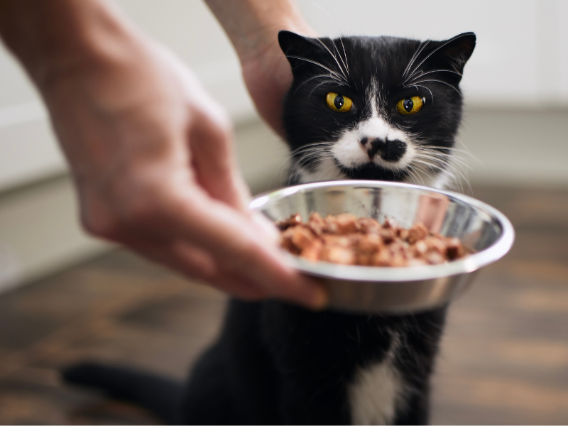 kat wil niet eten: kans op leververvetting