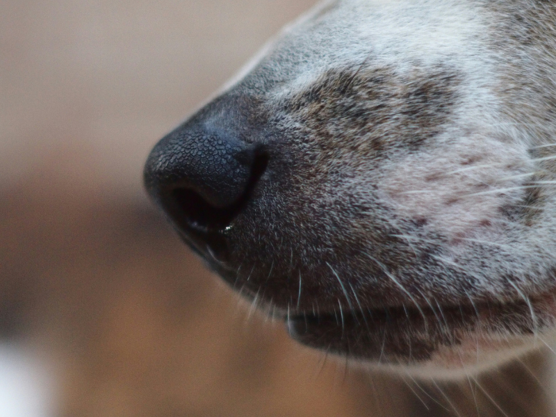 puistjes en acne hond kat snuit