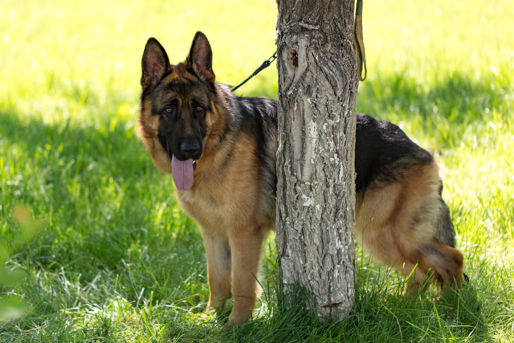 Dierenwelzijn: hond vastgebonden aan boom