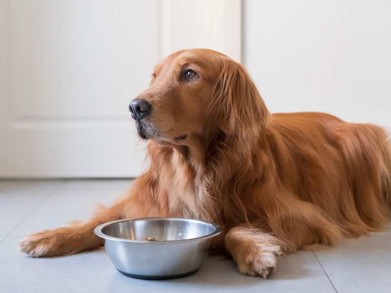 hond kat eet te snel
