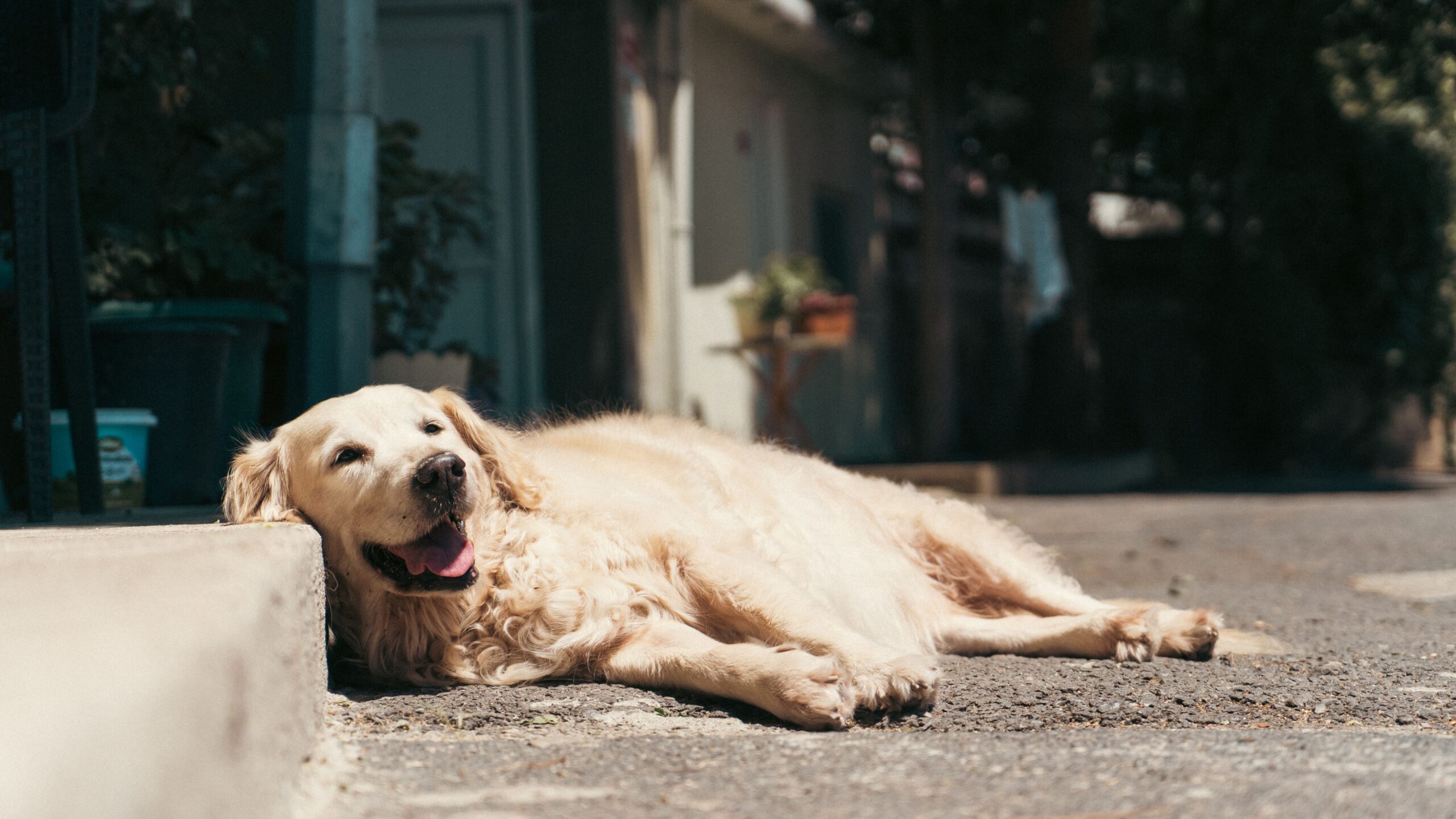 Hond ligt op straat