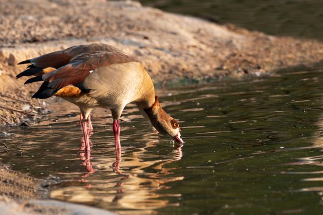 Nijlgans drinkt uit water