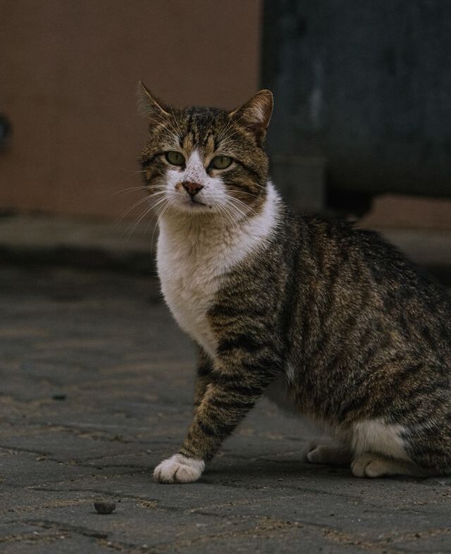 Zwerfkat zit op straat