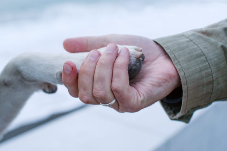 In Memoriam giving voor dieren