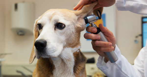 Hond bij de dierenarts